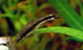 /album/cascudos1/otocinclus-affinis-jpg/